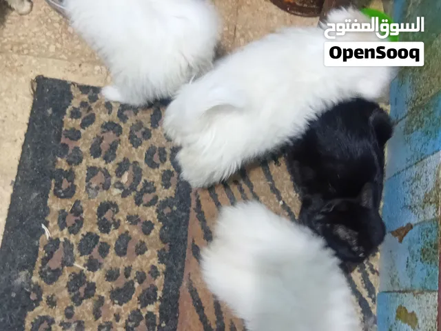 جراوي جريفون للبيع