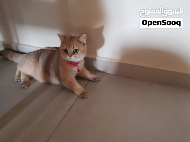 ذكر ny11 بيور
