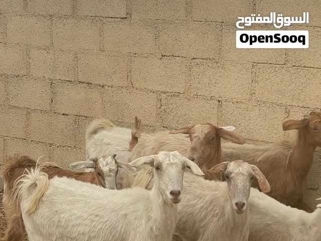 غنم زرب كامل.