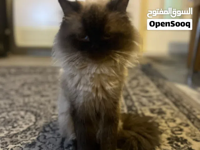 للتبني قط هملايا