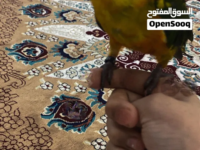 ببغاء:صن كنيور