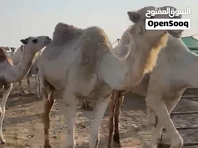 للبيع ابل طيبه لقاح