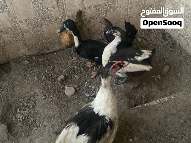 بط مصري للبيع