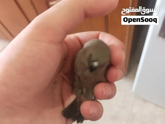 جوز شاركول تحتي ست بيضات مع قفص وكامل اغراضهم ومعهم فرخ شاركول انثاي مع قفص