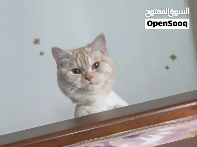 قط مكس بريتش ذكر بدو انثى يتزوج ماخذ كل المطاعيم عادي لو انثى تضل عندي او ازوجهم وارجعها