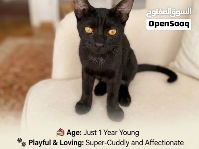 Super Affectionate Kitten Looking for a Loving Home