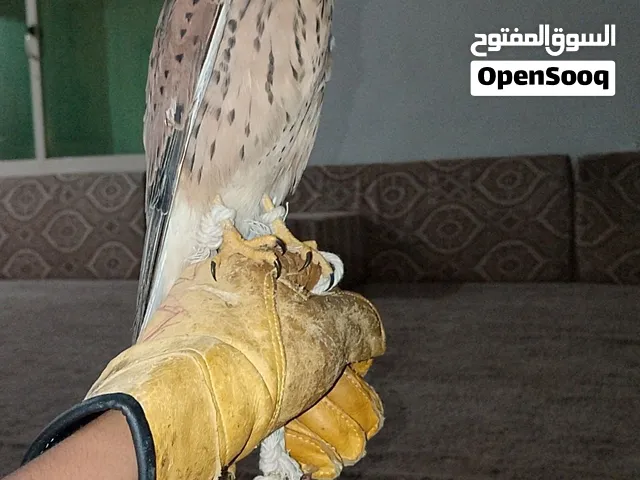 للبيع ترمه تهد على فري وتنقز على العلف