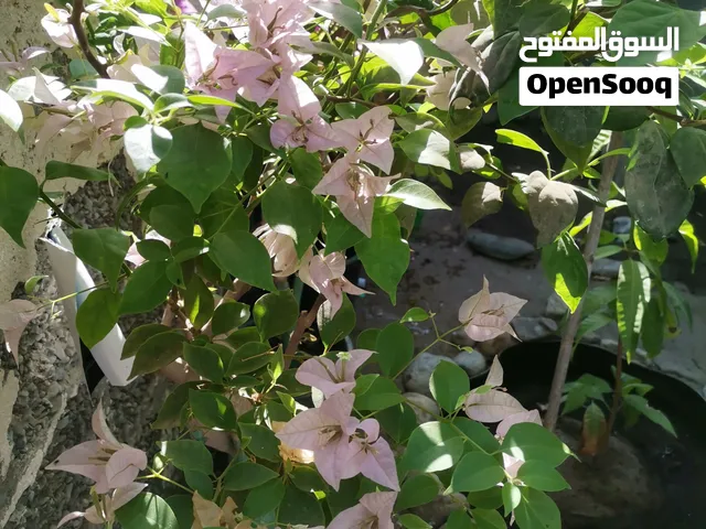 ورد جهنمي تركيب
