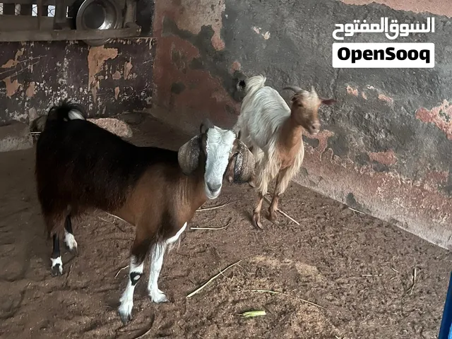 أغنام (هوش )