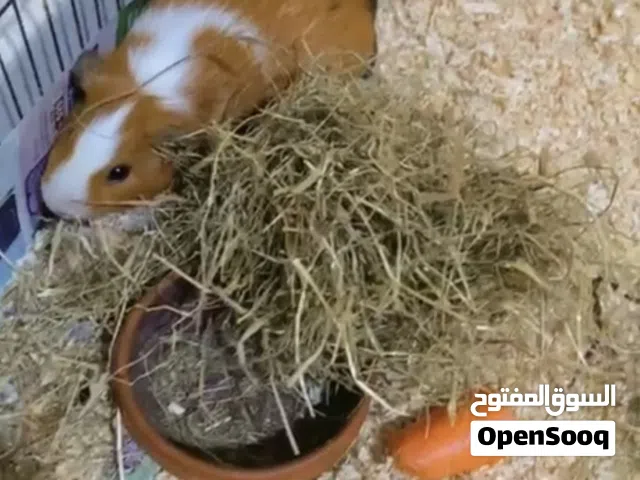 2 Beautiful female Guinea pigs  in fujairah