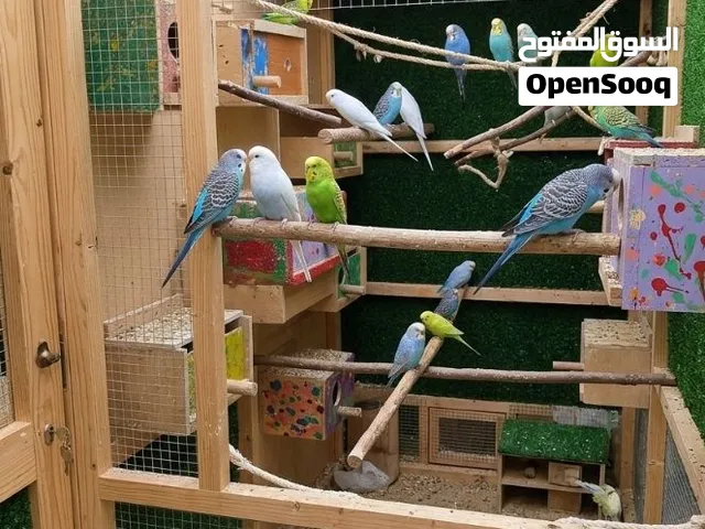 طيور حب للبيع  شلع مابيع زوج وزوجين