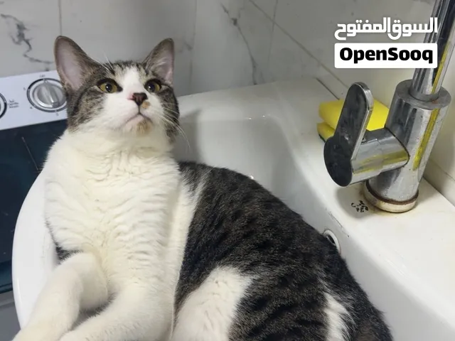Male cats for adoption