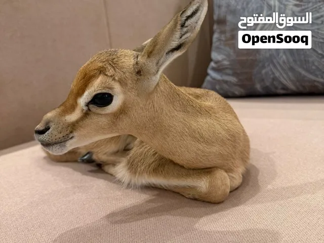 غزلان للبيع ذكور واناث الاعمار اسبوع والليفات