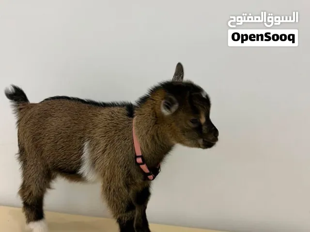 جيكي للبيع