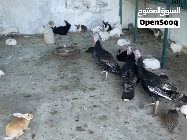ارانب جميع الأعمار وجميع الأحجام  اي اشي بخص الأرانب بتلاقي عندي  موجود هاذ الكوم  اربد الصريح