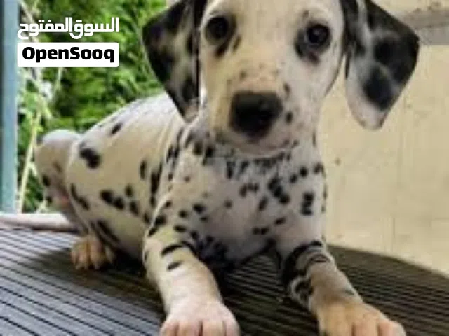 Chiots Dalmatien pure a vendre
