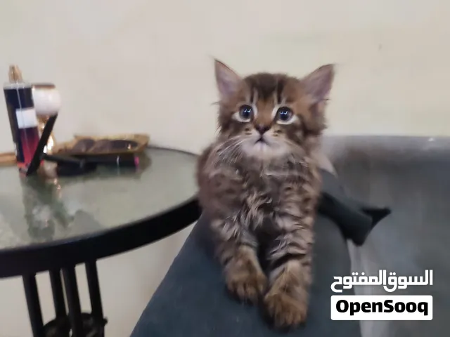 سلالة نادرة ذكر 50 يوم