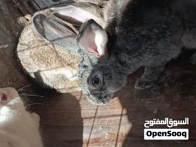 ذكور ارانب للتربا او ذبح