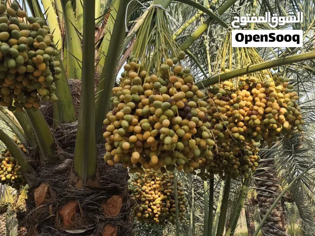 رطب و خلال برحي
