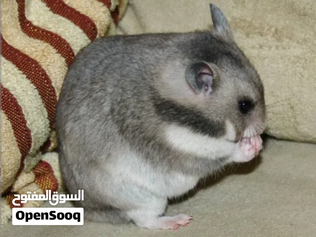 هامستر للبيع