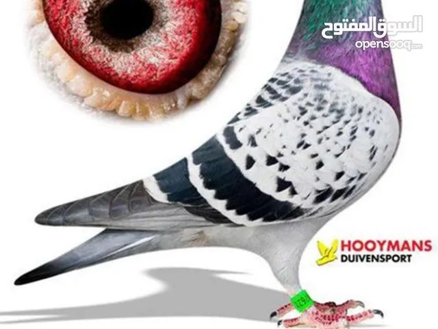 يوجد أجواز زأجل سباق منتجة وطبات جاهزةللتثبيت طيور ابطال ودماء فوز وذكاء قوي..وماشاء الله تبارك الله