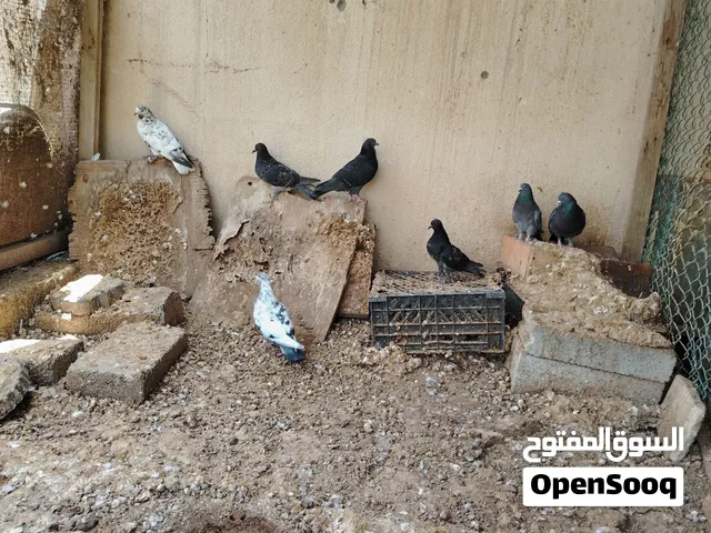 حمام عاديات