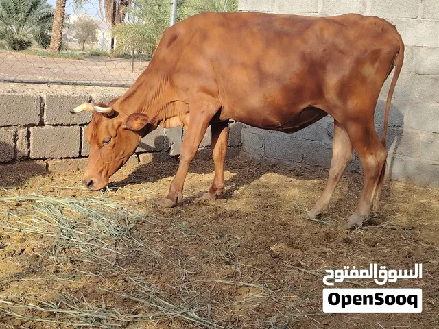 بقره جيرسيه والده مره وحد مد وشور ولون دم غزال تحلب امورها طيبه يوم كان فيها حليب الحين ما فيها حليب
