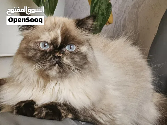 FEMALE CAT FOR FREE ADOPTION