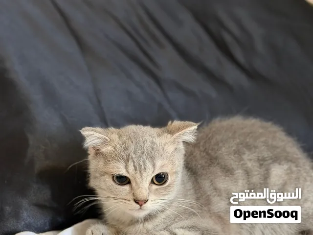 قطة سكوتش من ام سكوتش واب برتش