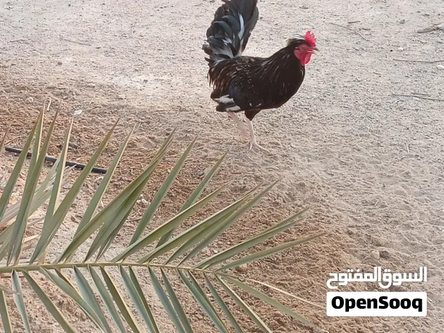 ديچ انواع كويتي