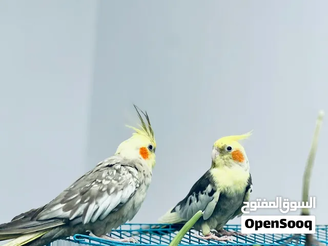 Cocatiel pair