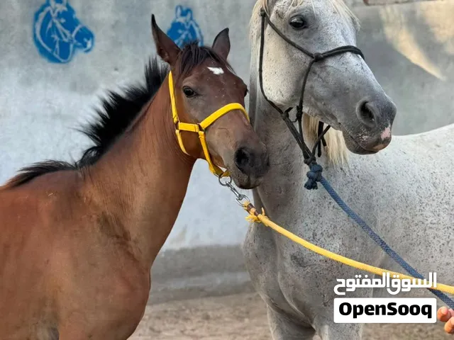 فرس مع فلوتها
