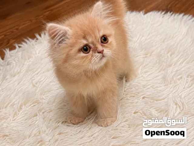 بريتش اورنج لونج هير بيكي وايد فيس شهرين