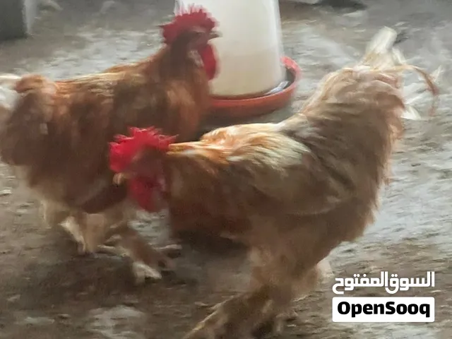 دجاج كوشن للبيع منتجات