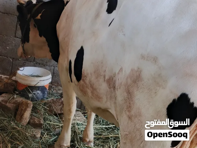 بجر ما جايبه سابقن عليها ثامن  شرط سعرها ب4000  وبيها مجال للاستفسار راسلني واتساب