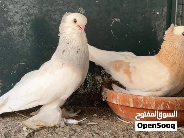 حمام بحريني صفاقي