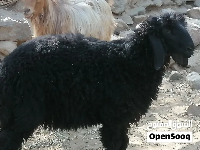 للبيع كبسان ماشاء الله حلال مطعوم وبياض الوجه فول سمنه