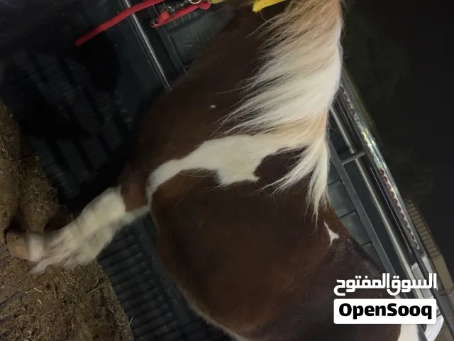 بونيه فرس هولندا