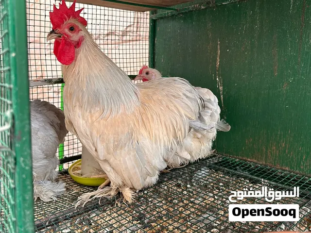 دجاج كوشن وبلايكوث روك