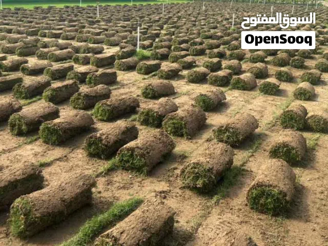 العشب الطبيعي الجوده العالية يتحمل الملوحه