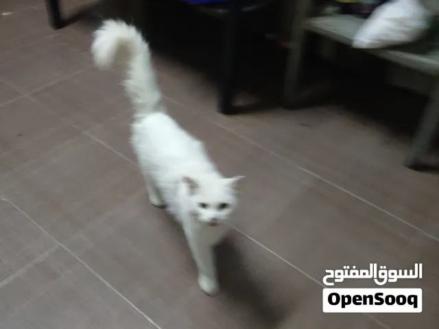 persion cat