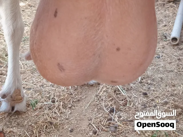 عنز فرنساويه جنس حليب عشراء بي شهر ونص