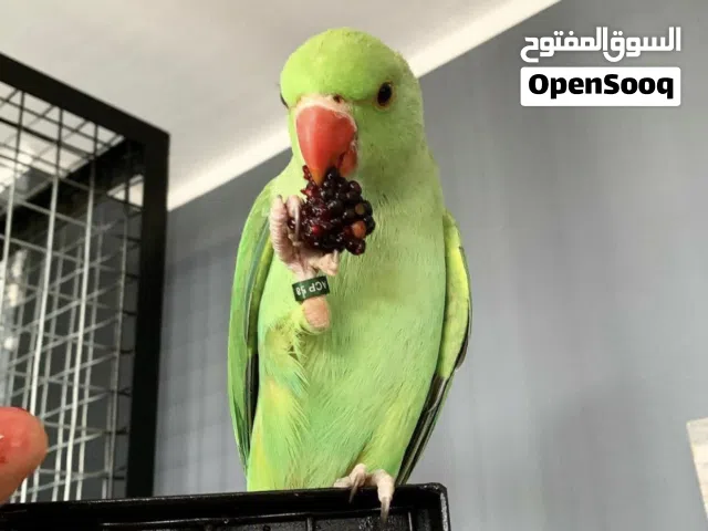 بغبغاء دره هندي مدرب و متكلم