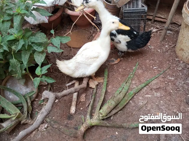 بط للبيع د