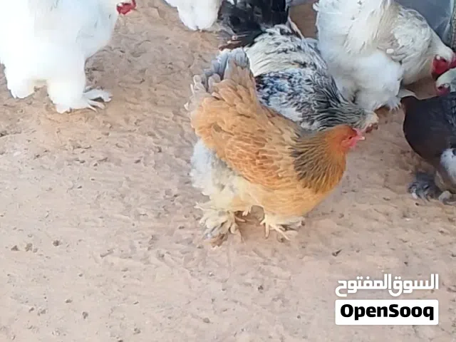 دجاج برهما عملاق للون ربي يبارك كلهم يدحو