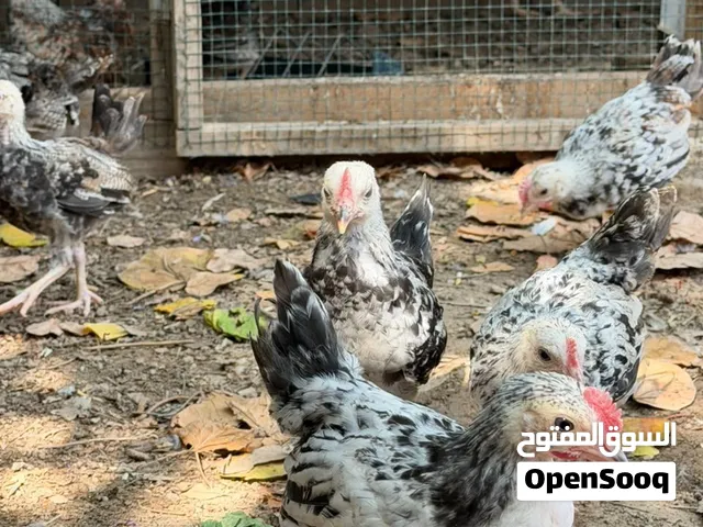 متاح ديوجه شوكي كويتي عمر شهر ونص العدد16 تك سعر الزوج 7 الاف مالات بيت صحه خير من الله
