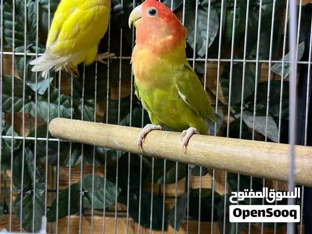 ثلاث الجواز روز صحة نظافة للبيع