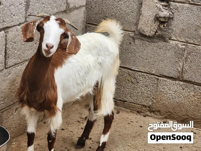 ثلاث ماعز هجين هولندي مع الرابعه  ماعز ام بلدي تجيب من توأم