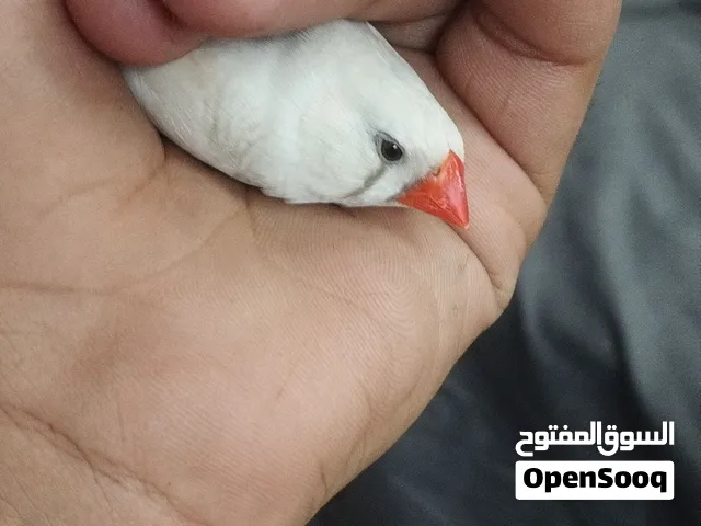 زوج الزيبرا شغال 100%