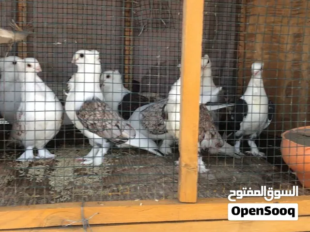 السلام عليكم ورحمة الله وبركاته كيف الحال للبيع حمام الحب رمان وصف